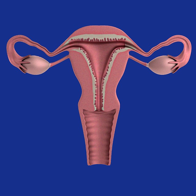 Structure of the Uterus