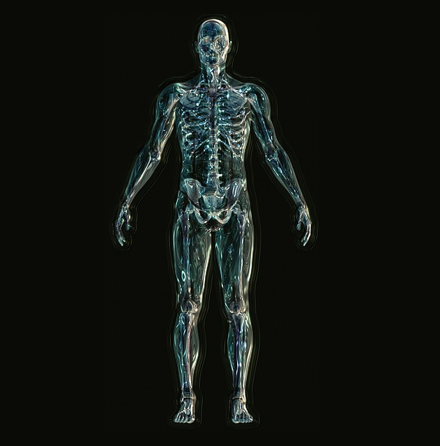 Bones and Muscles in Human Body